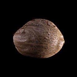 Marijuana seeds: Thai Fantasy, 1 Seed