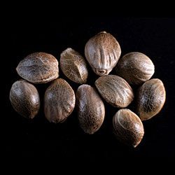 Marijuana seeds: Thai Fantasy, 10+3 Seed