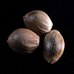 Marijuana seeds: Thai Fantasy, 3+1 Seed