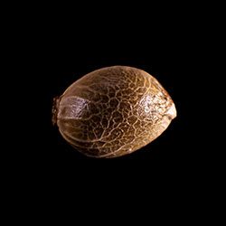 Cannabis-samen: THCV, 1 Seed
