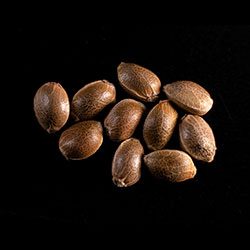 Cannabis-samen: THCV, 10+3 Seed