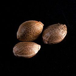 Cannabis-samen: THCV, 3+1 Seed