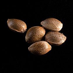 Cannabis-samen: THCV, 5+2 Seed