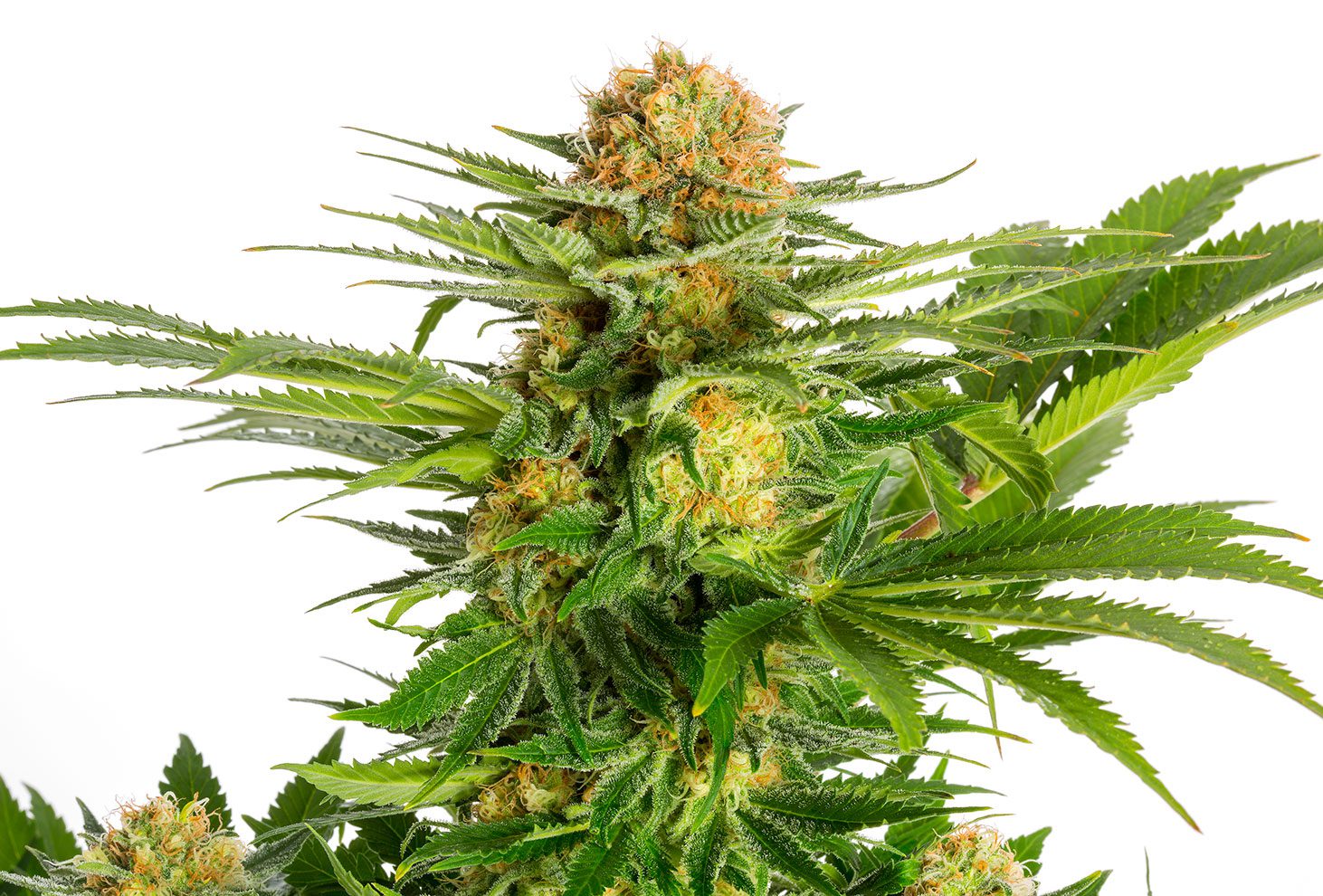 White Domina