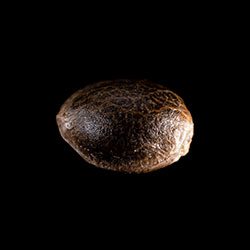 Semi di cannabis: White Domina,  1 Seed