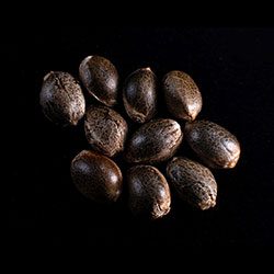 Semi di cannabis: White Domina,  10+3 Seed