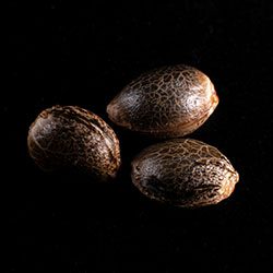 Semi di cannabis: White Domina,  3+1 Seed