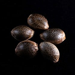 Semi di cannabis: White Domina,  5+2 Seed