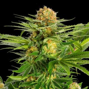 White Domina