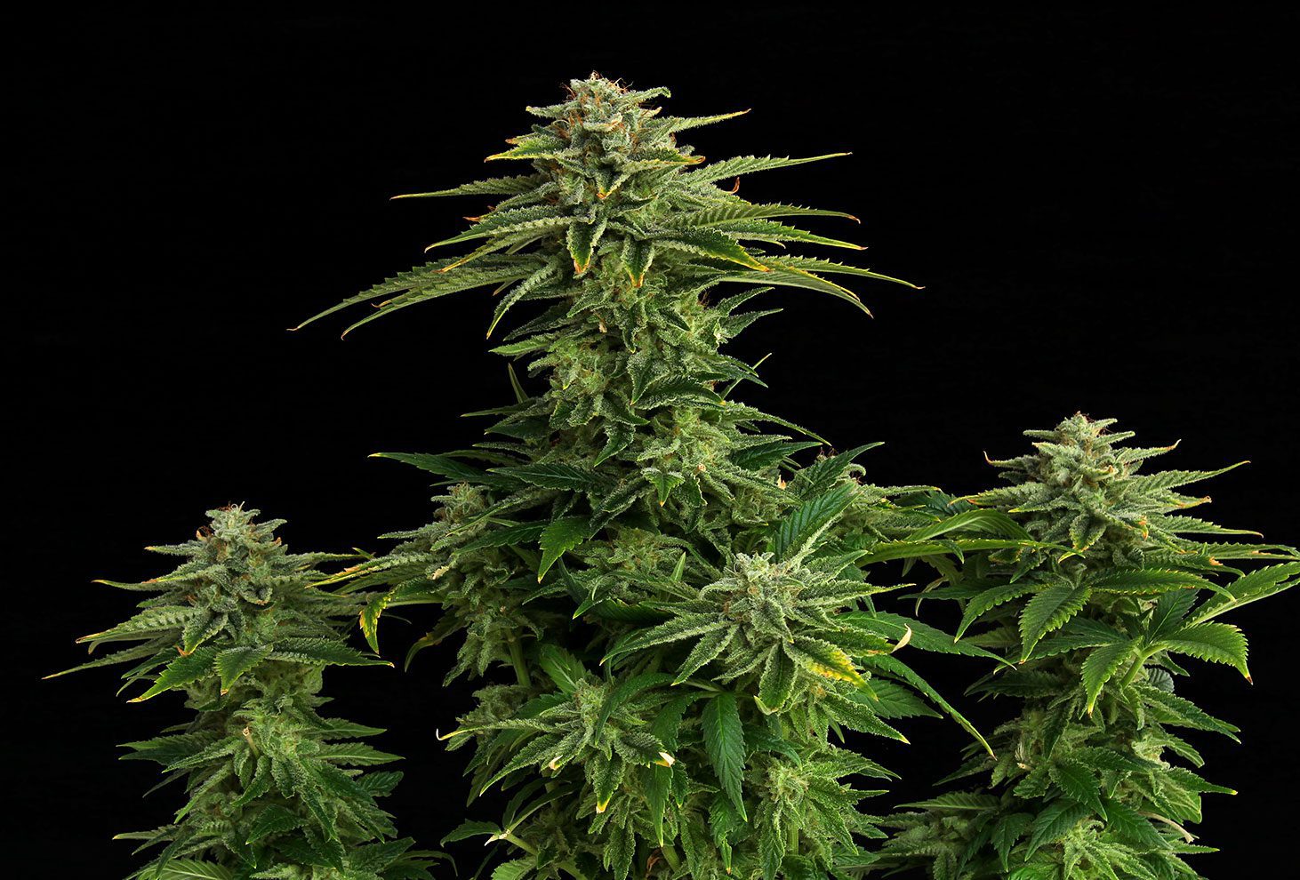 Zkittlez