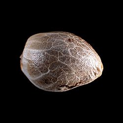 Cannabis-samen: Zkittlez, 1 Seed