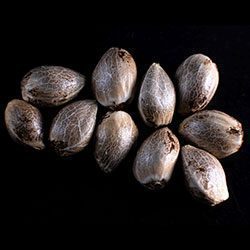 Cannabis-samen: Zkittlez, 10+3 Seed