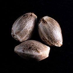 Cannabis-samen: Zkittlez, 3+1 Seed