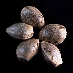 Cannabis-samen: Zkittlez, 5+2 Seed