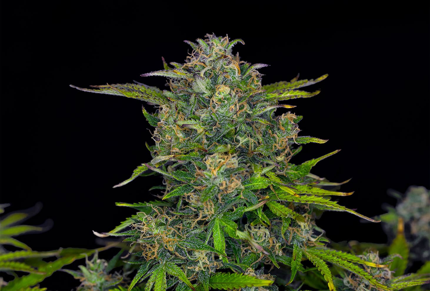 Zkittlez Auto