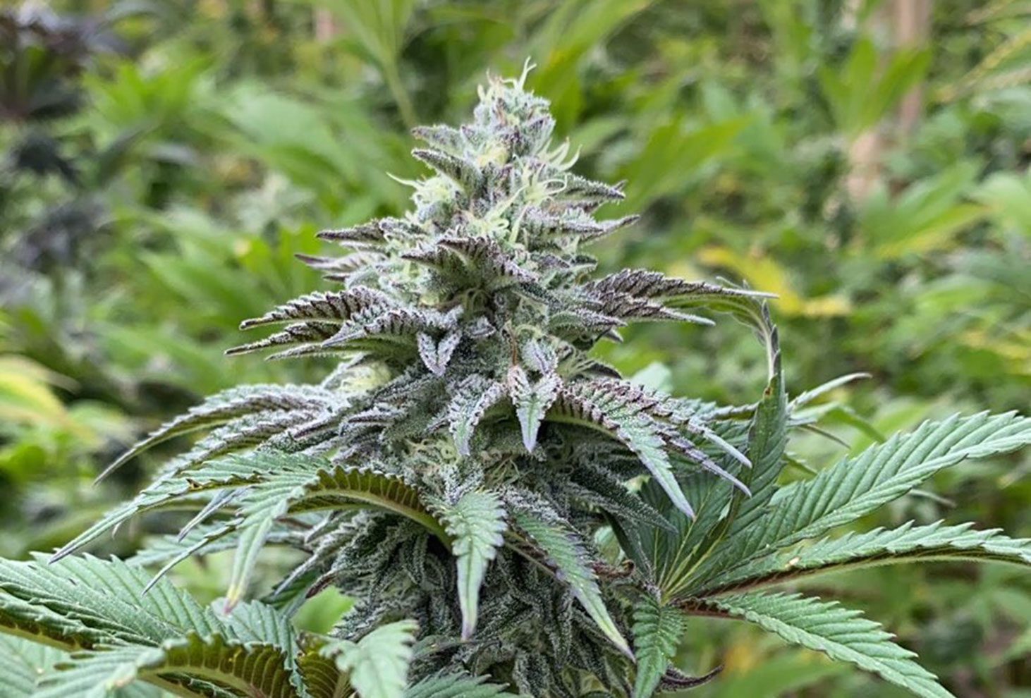 Zkittlez Auto