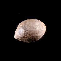 Cannabis-samen: Zkittlez Auto, 1 Seed