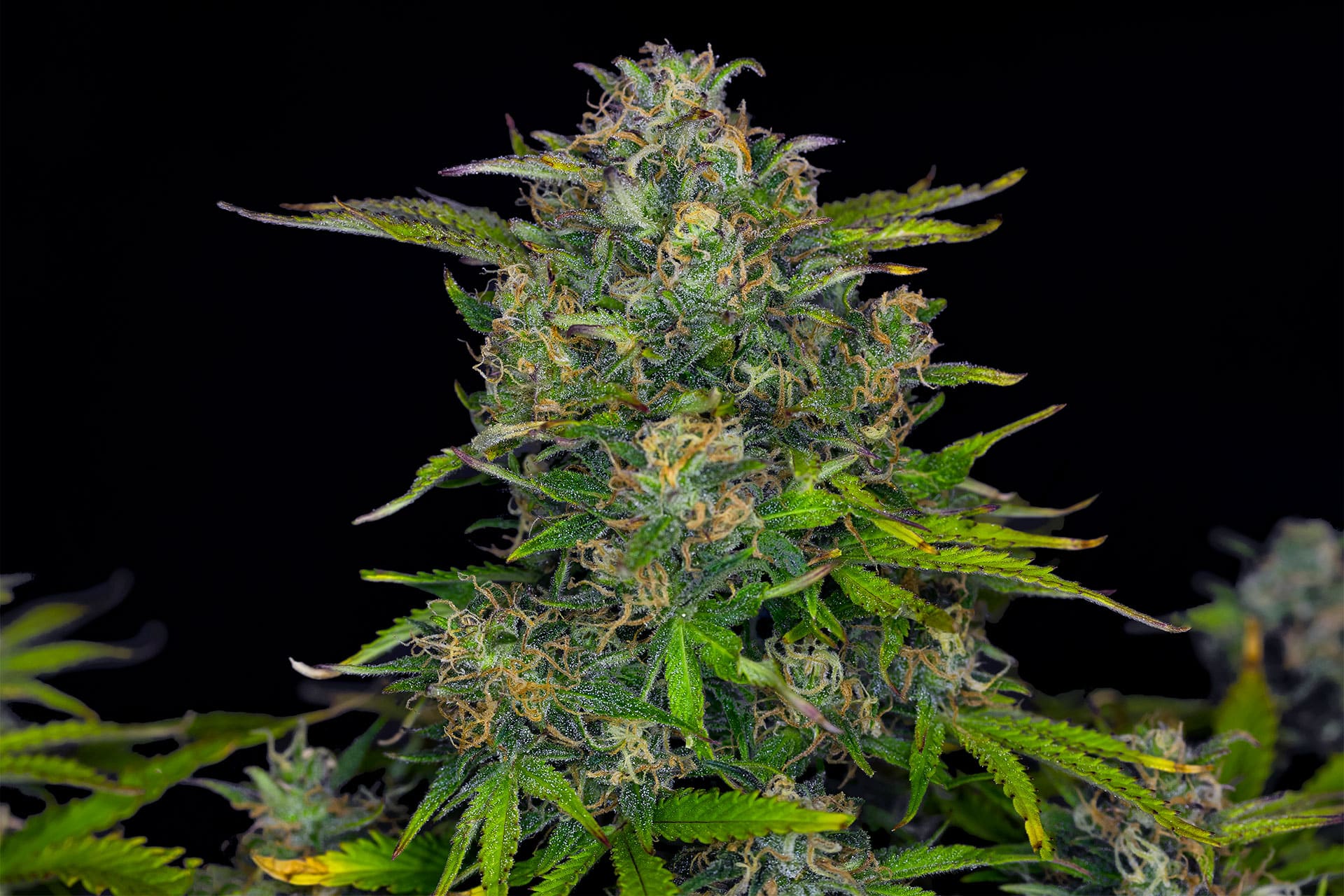 Marijuana seeds - Autoflowering: Zkittlez Auto (1)