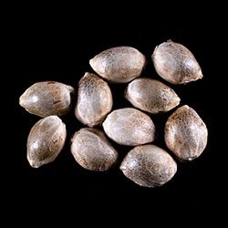 Cannabis-samen: Zkittlez Auto, 10+3 Seed