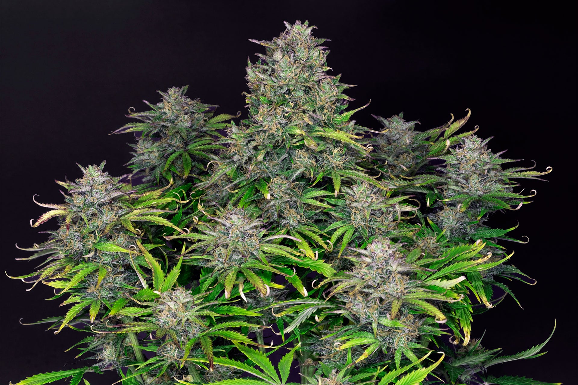 Marijuana seeds - Autoflowering: Zkittlez Auto (2)