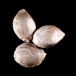 Cannabis-samen: Zkittlez Auto, 3+1 Seed