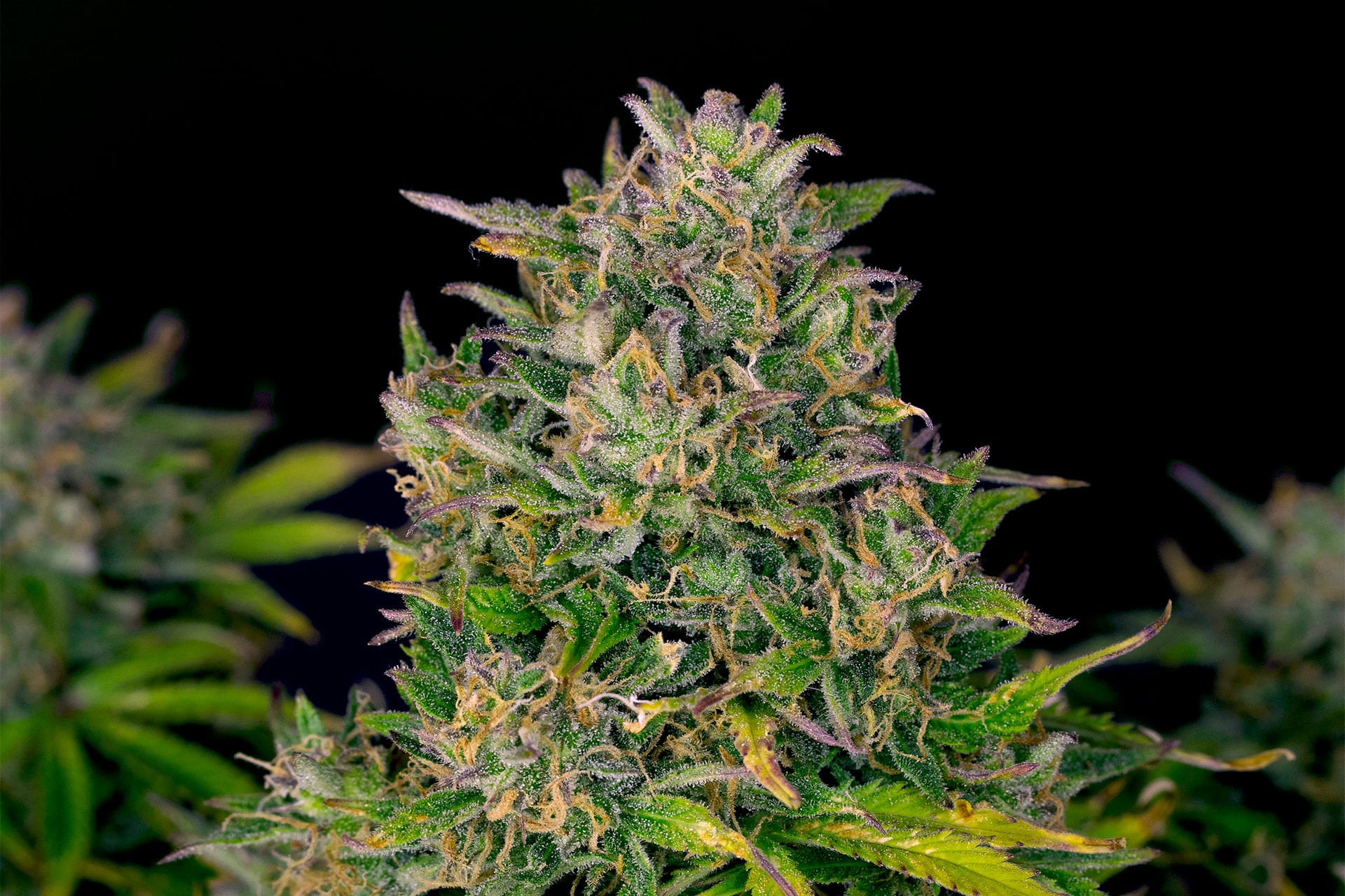 Marijuana seeds - Autoflowering: Zkittlez Auto (3)
