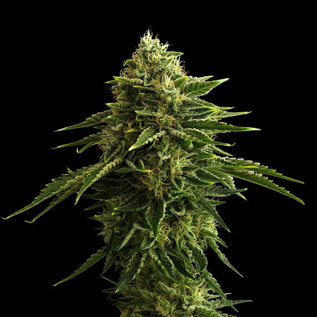 Zkittlez
