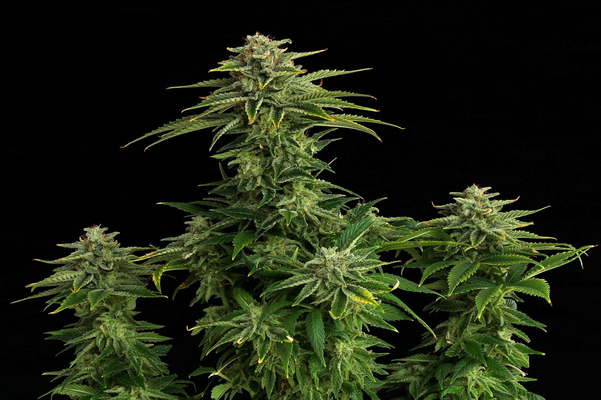 Marijuana seeds - Feminized: Zkittlez (1)
