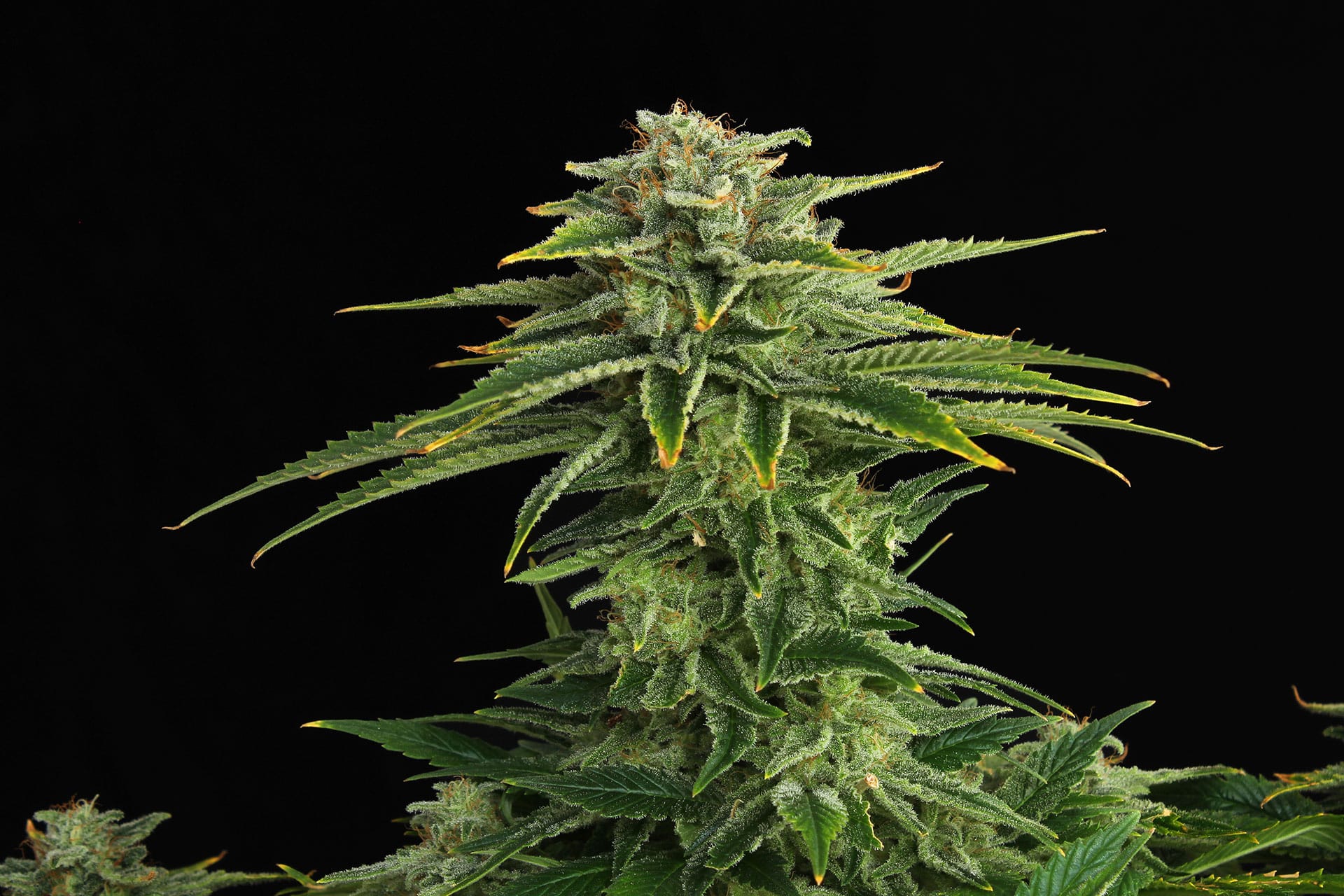 Marijuana seeds - Feminized: Zkittlez (2)