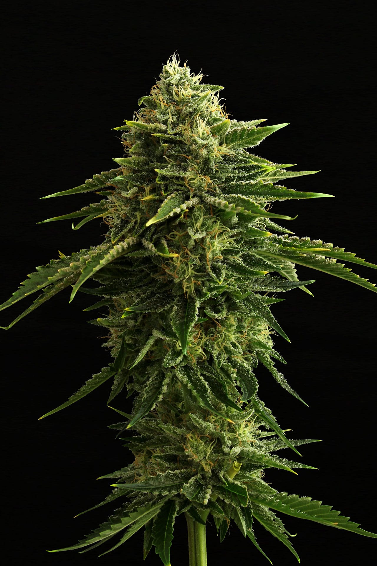 Marijuana seeds - Feminized: Zkittlez (3)