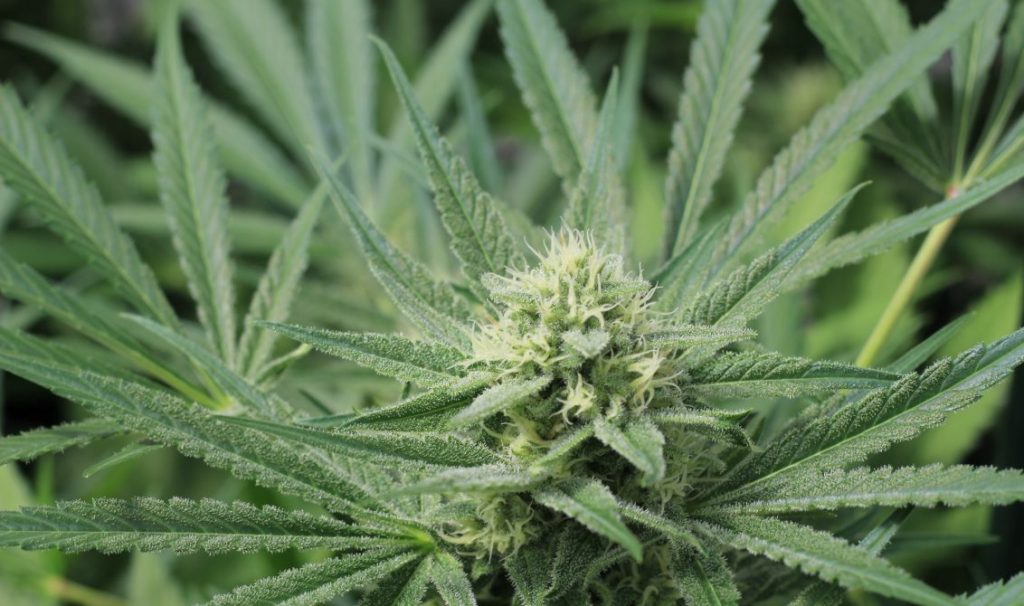 Cannabis and lung health: a two-sided issue