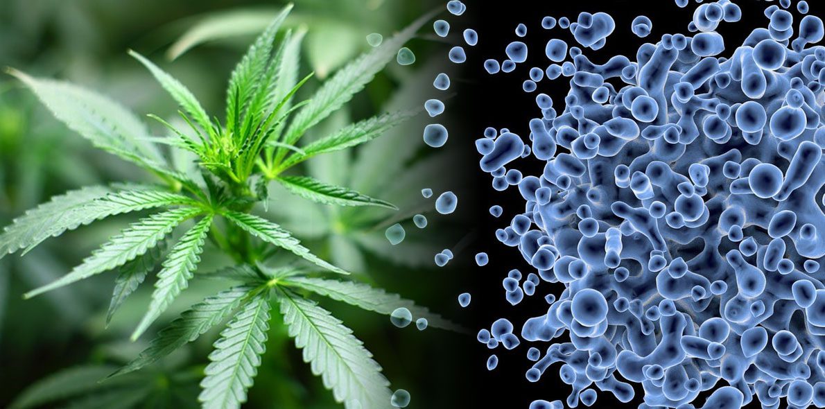 fungi cultivation cannabis