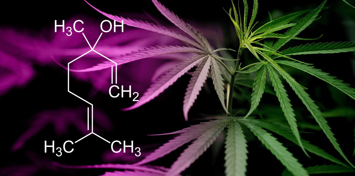 10 cannabis terpenes