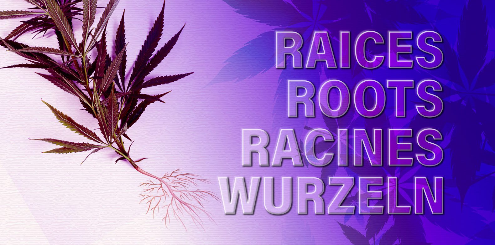 Uses of cannabis roots