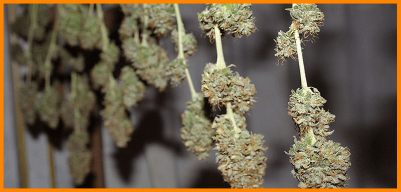 Learn how to dry marijuana, the best stage!