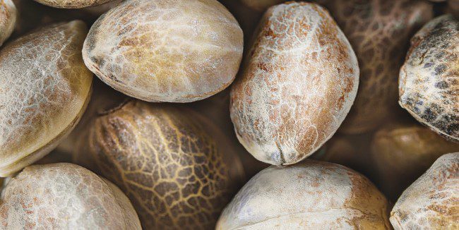 Marijuana seeds are legal in the U.S. as long as they don’t exceed the THC limit for hemp