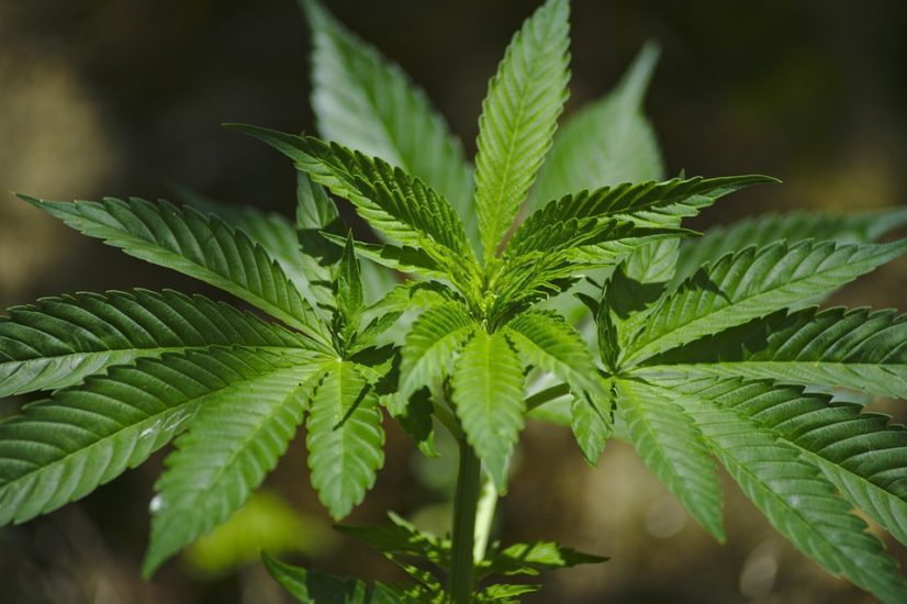 MediComm un progetto di teleassistenza per la cannabis terapeutica