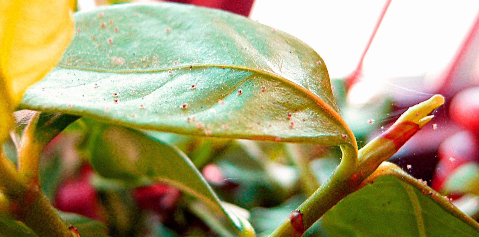 solutions to cannabis pests and diseases