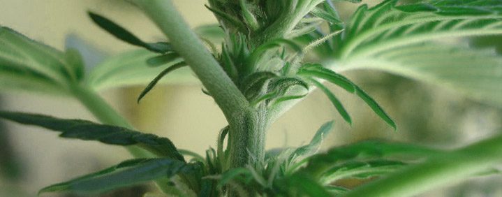 marihuana macho