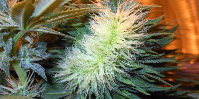 mutation leaves