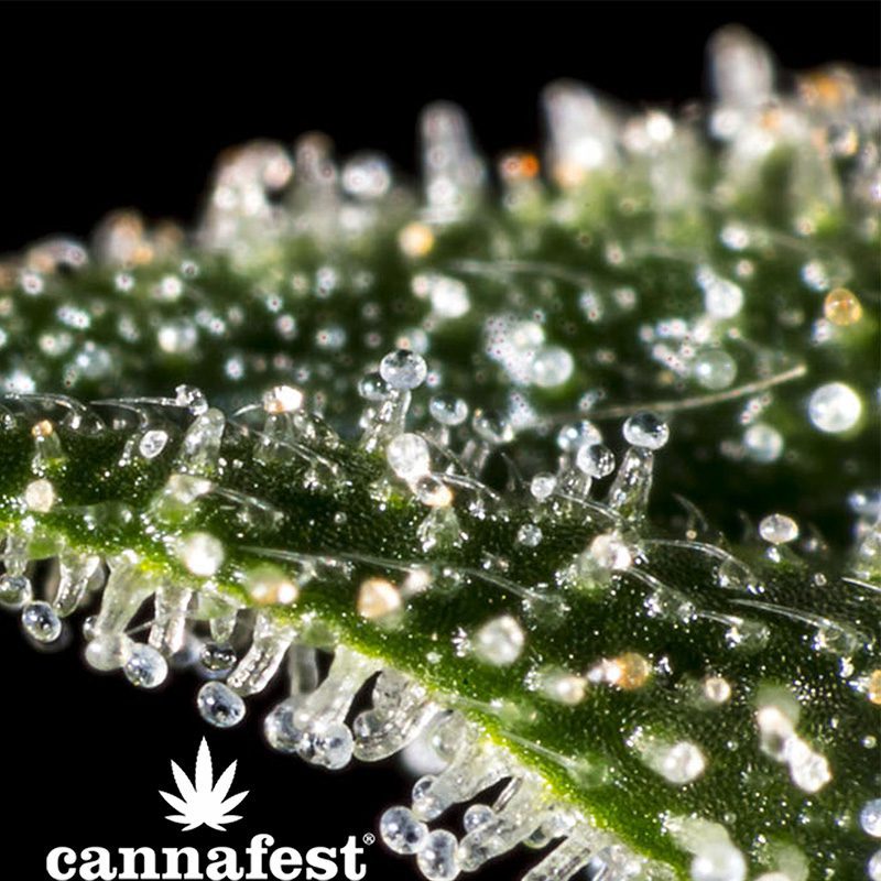 Cannafest 2022