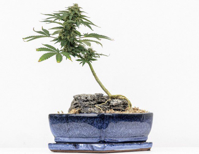 cannabis bonsai