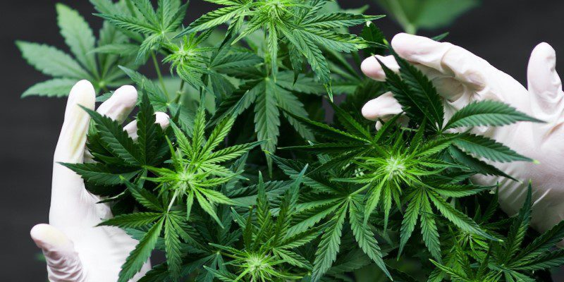 how does marijuana interact