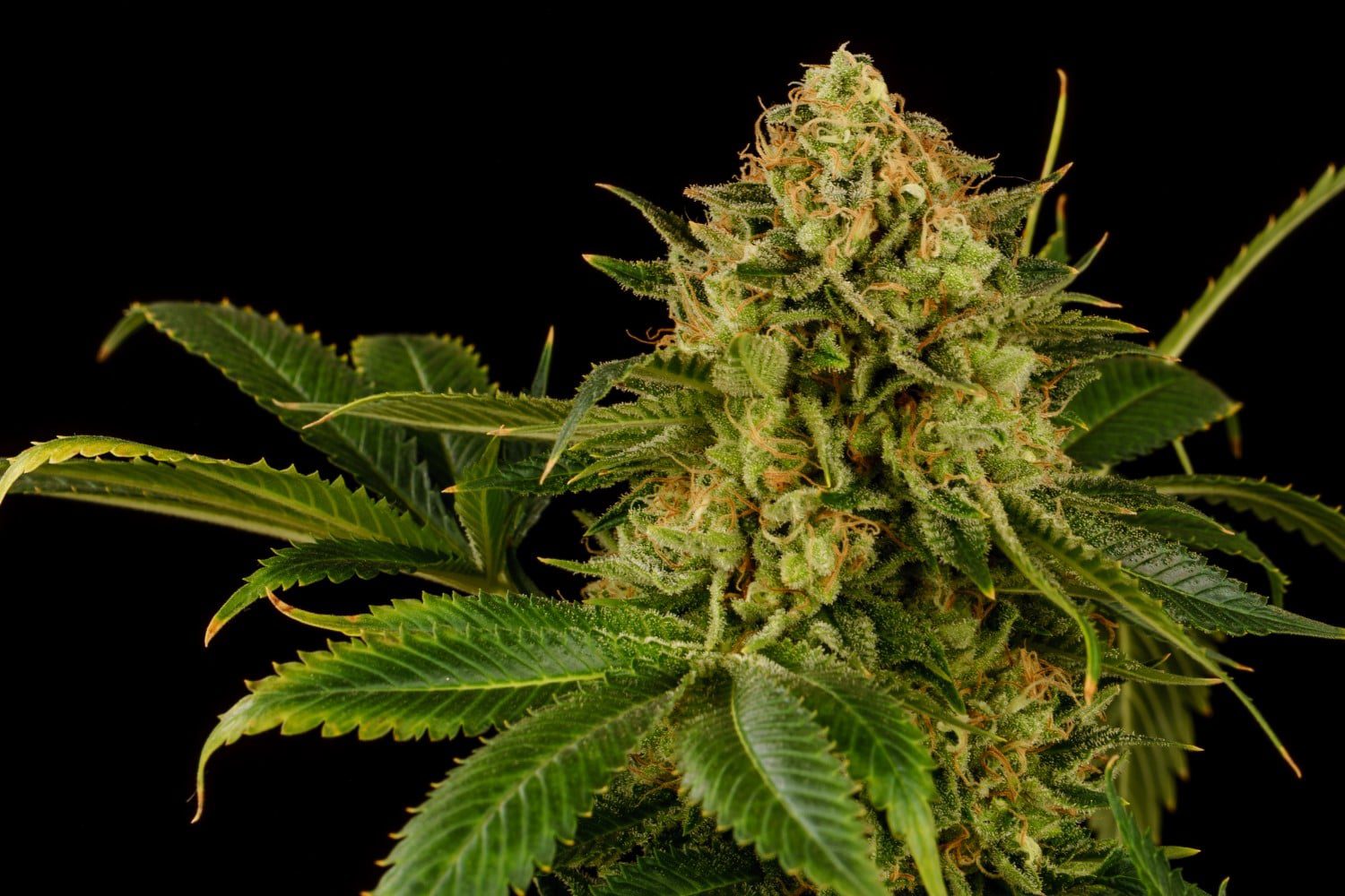Marijuana seeds - Feminized: Monkey Grease (4)