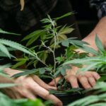 10 Großstadtlegenden über Cannabis-Anbau, die eher Mythen sind, als dass sie der Wahrheit entsprechen