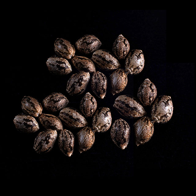 Cannabis-samen: Amnesi-K Lemon, 25 Seed