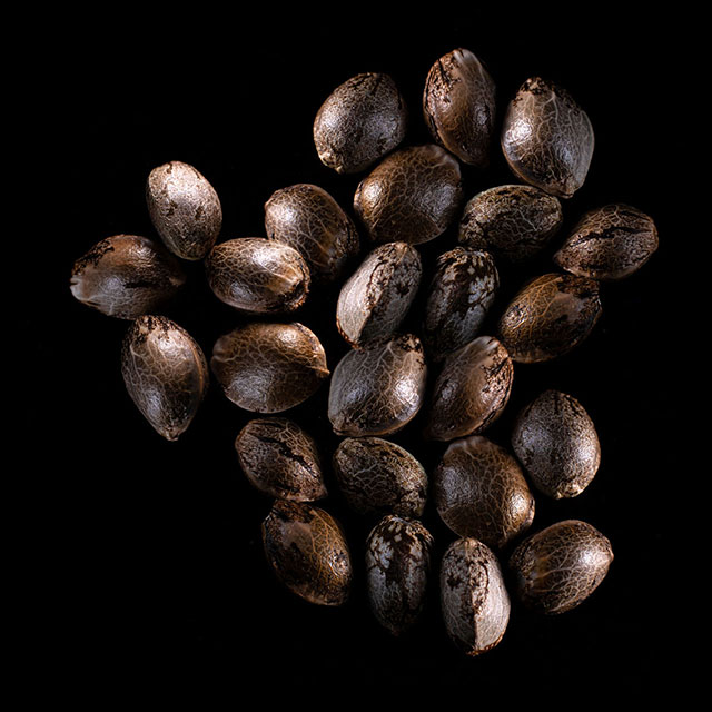 Marijuana seeds: Baby Boom Auto, 25 Seed