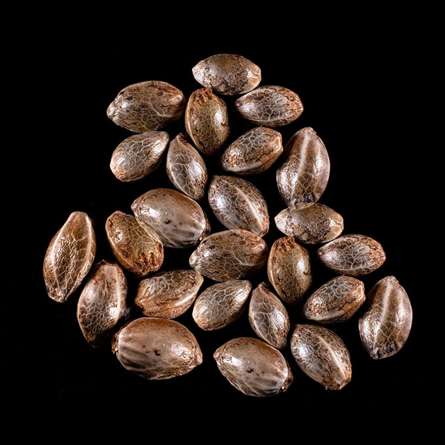 Marijuana seeds: Break-up Cake, 25 Seed