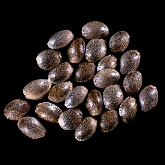 Marijuana seeds: Break-up Cake Auto, 25 Seed