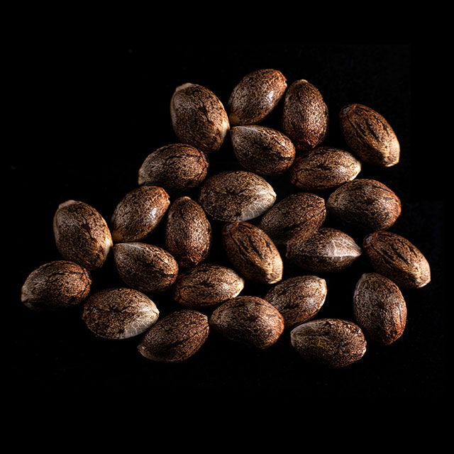 Cannabis-samen: Colombian Jack,  25 Seed